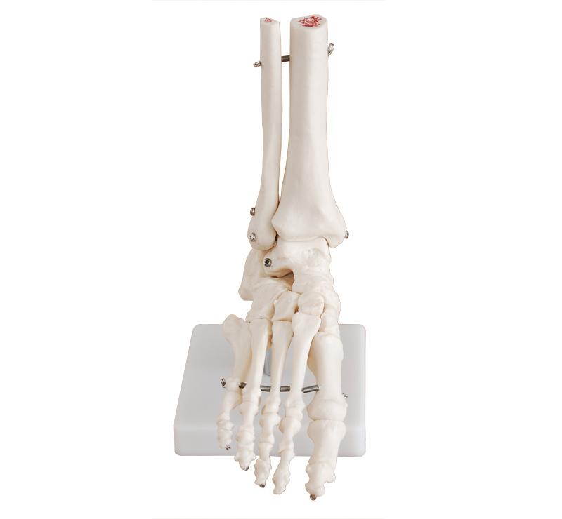 Foot Joint