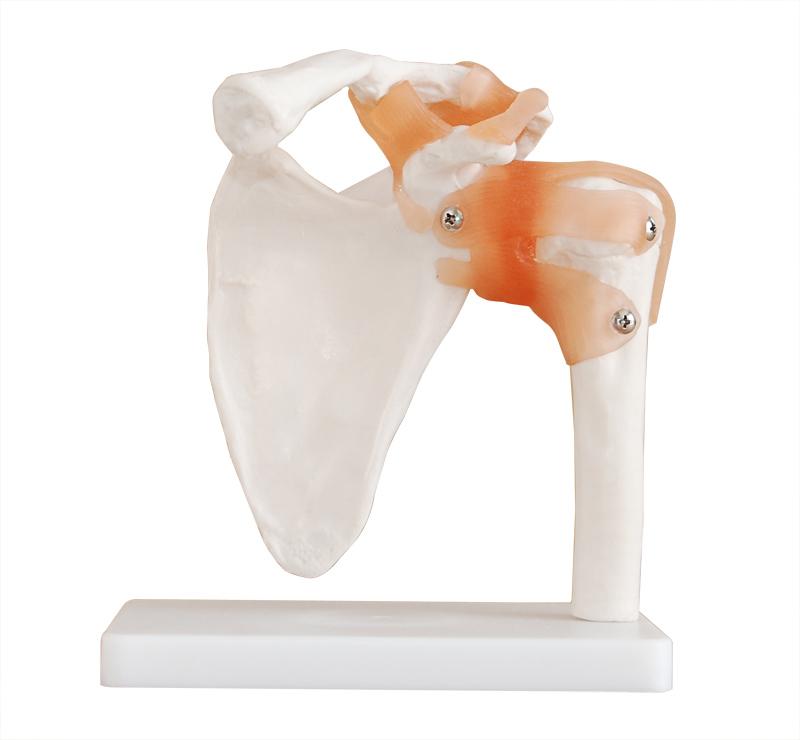 Shoulder Joint