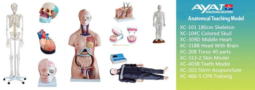 Medical Teaching Model Products || Revolutionize Medical Education with These Cutting - Ayath